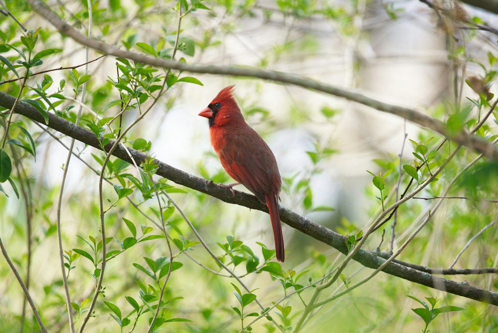 A Grateful Cardinal